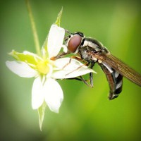 /album/jabonisa-blog-jabones-de-autor/photolia-a02-jpg/