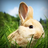 /album/jabonisa-blog-jabones-de-autor/photolia-a03-jpg/