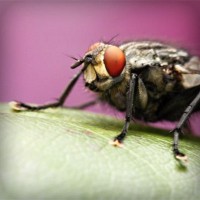 /album/jabonisa-blog-jabones-de-autor/photolia-a08-jpg/